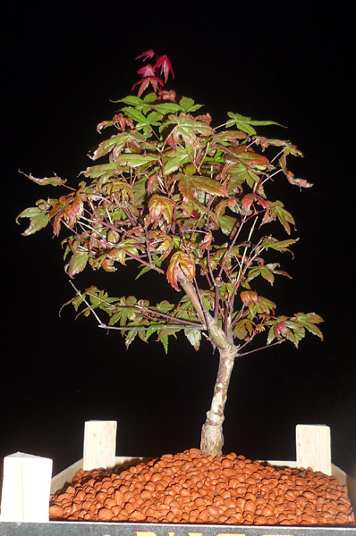 Acer in Ton in Holzkiste ;-).jpg