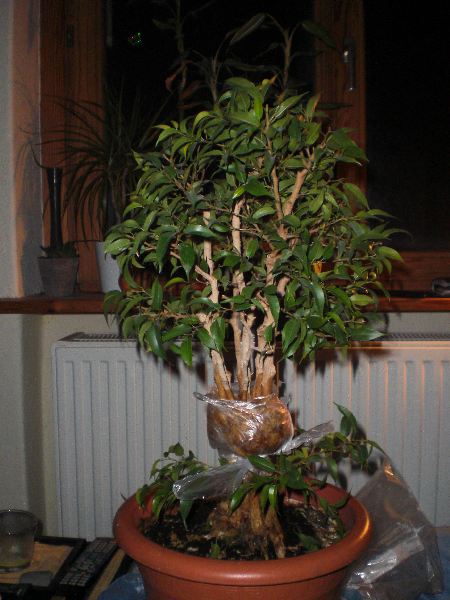 Rückseite danach.jpg