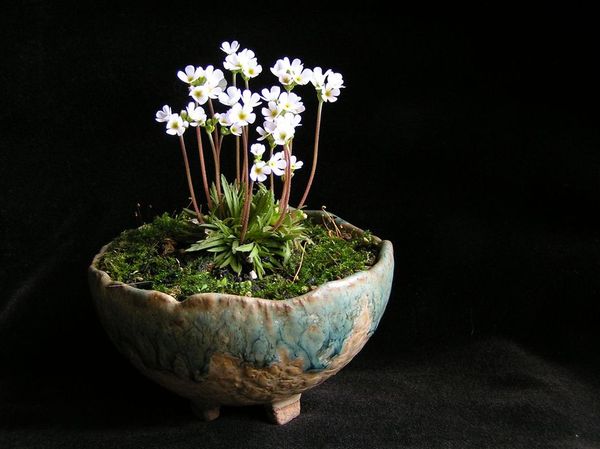 Mannsschild - Androsace carnea ssp. brigantiaca neue Bilder 590.jpg