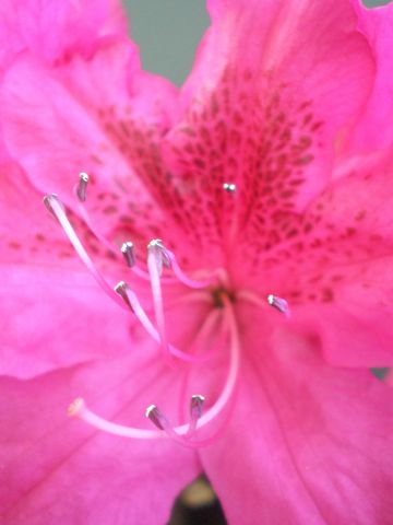 P5170262_360x480.JPG