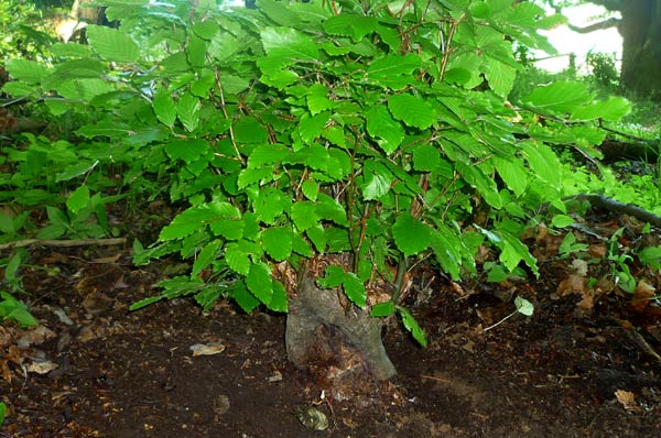Yamadori -Rückseite Totale-.jpg