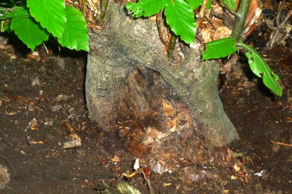 Yamadori -Rückseite Stamm-.jpg