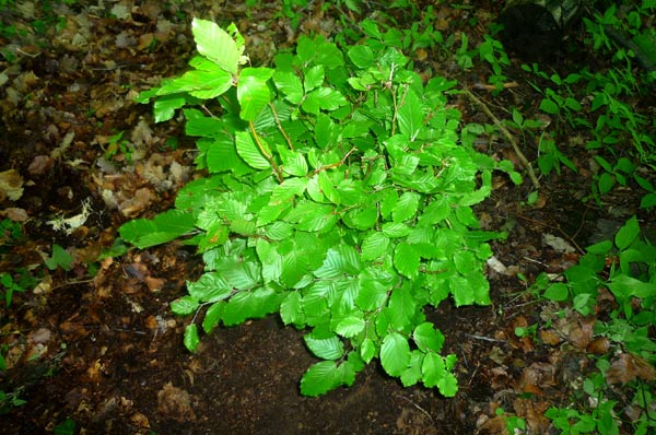 Yamadori -Vogelperspektive-.jpg