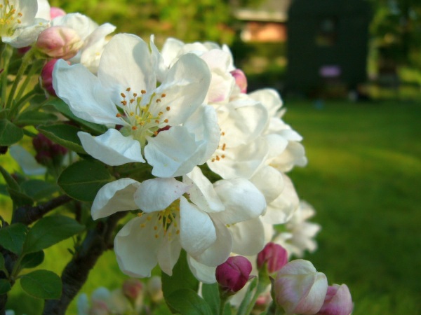 heute die Blüte