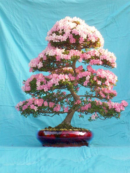 Satzuki Kakuo