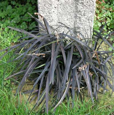 O. plan. ´Nigrescens´ ausgepflanzt