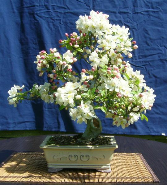Malus halliana - Pfingsten 2010