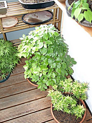balkon 23.05.2010 018.JPG