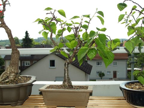 balkon 23.05.2010 027.JPG