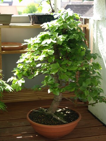 balkon 23.05.2010 037.JPG