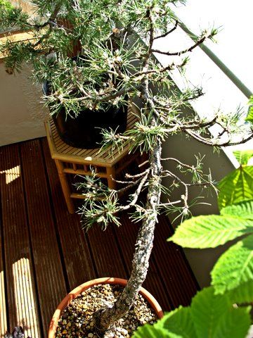 balkon 23.05.2010 040.JPG