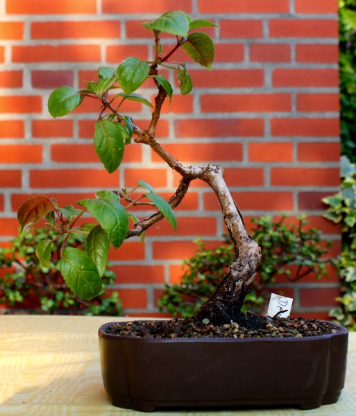Fuchsie 'Dennies'BFF.jpg