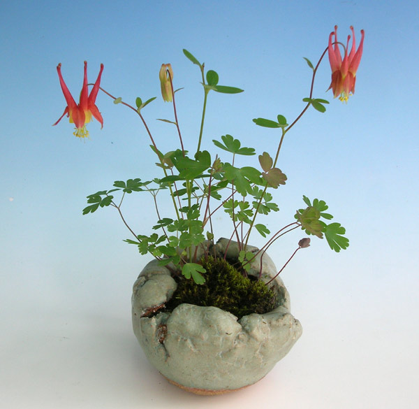 Aquilegia canadensis (pot: H.H.)