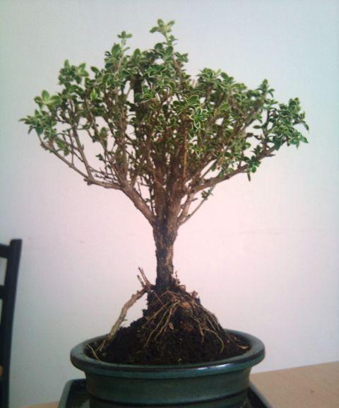 Bonsai1.JPG