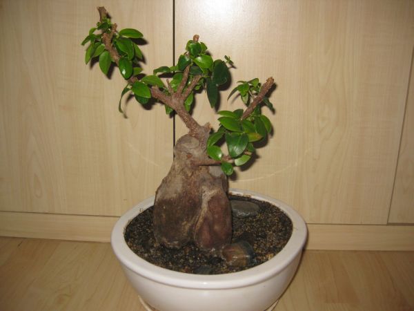 Mein Baum