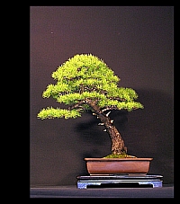 pinus 1.jpg