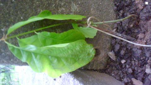 DSC02136.JPG