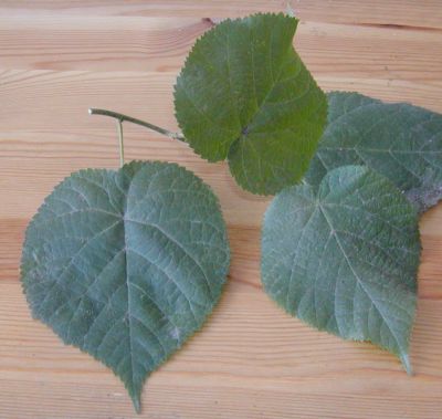 bis 8cm lange, pelzige Blätter