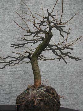 l_rche_nach_schnitt_2_723[1].jpg