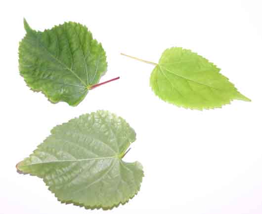 TiliaBlätter.jpg