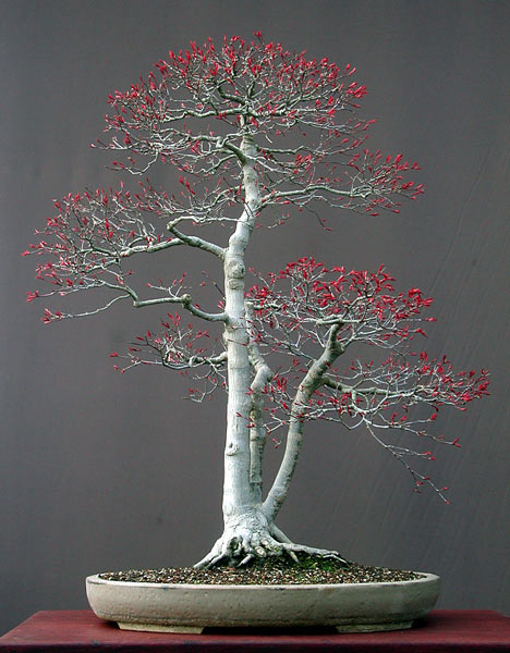 Japanischer Bergahorn, Acer palmatum, 75 cm, Schale Derek Aspinall