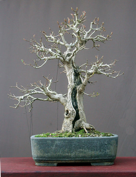 Feldahorn, Acer campestre, 50 cm, Schale Josef Mairhofer
