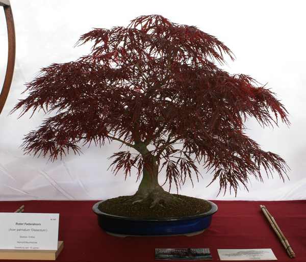 comp_2010-05-29 Jena, Acer palmatun dissectum 'Atropurpereum', René Kloß MBR-Nominierung - Kopie.jpg