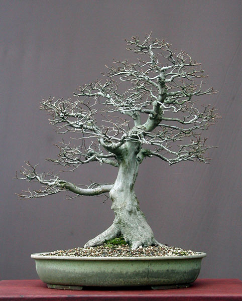 Hainbuche, Carpinus betulus, 65 cm, Schale Derek Aspinall