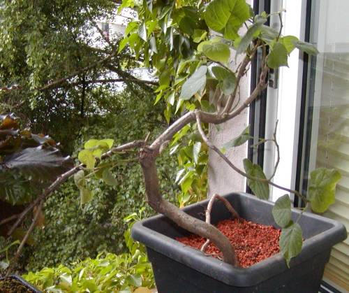 2010-05-30_Kellerfensteryamadori01.jpg