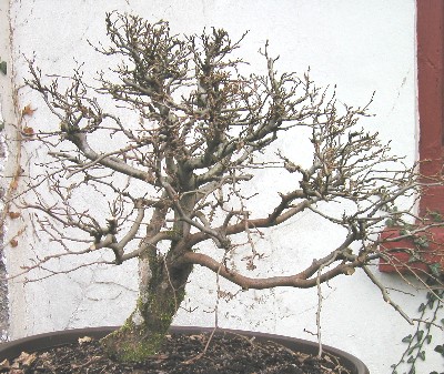 geerntet 2005, Höhe 41 cm
<br />Die Krone werde ich im Herbst noch stark auslichten müssen, leider