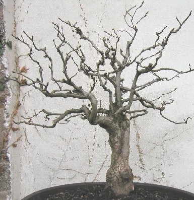 geerntet 2004, Höhe 50 cm