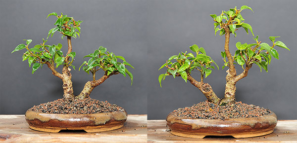 ficus_schmieda_0510.jpg
