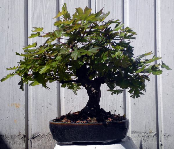 Acer1a.jpg