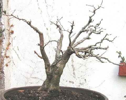 geerntet 2002, Höhe 47 cm
<br />Wegen des Wurzelansatzes aufrechter gepflanzt als vorher, aber ich glaube, er braucht etwas mehr Neigung nach rechts