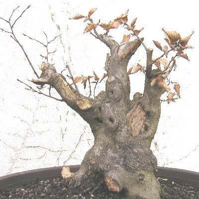 geerntet 2002, Höhe 33 cm (ohne den linken Zweig)