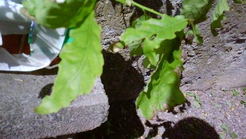 DSC02351.JPG