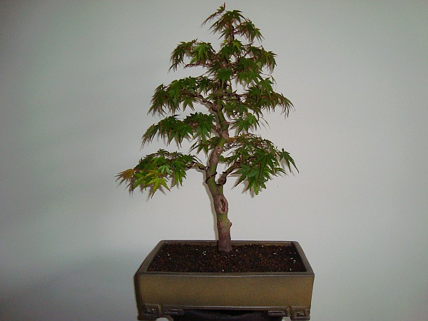 Acer.jpg