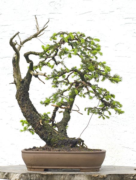 2010-05-NSC_9812v.jpg