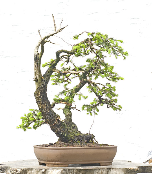 2010-05-NSC_9815v.jpg