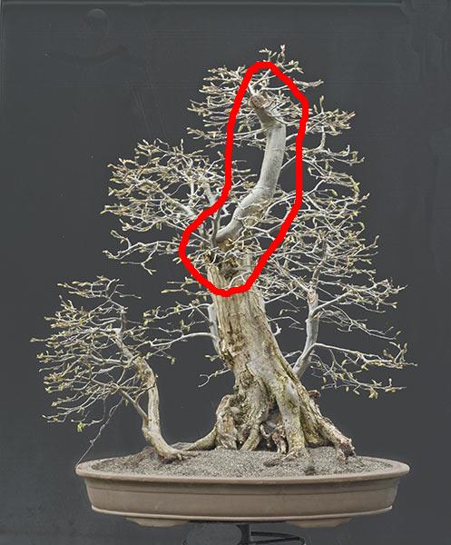 NSC_9370v_neu.JPG
