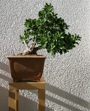 IMG_2060_300x369.JPG