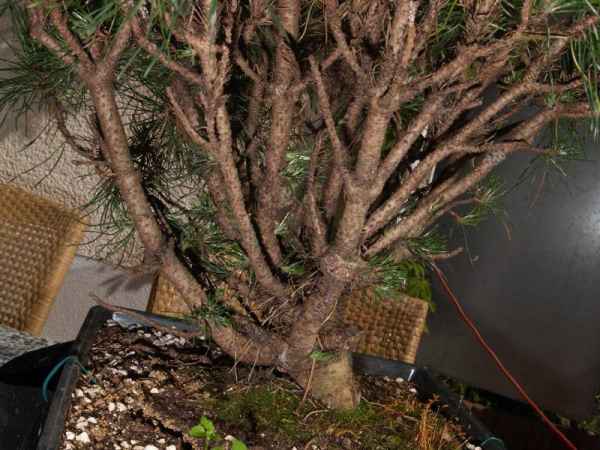 pinus2v3.jpg