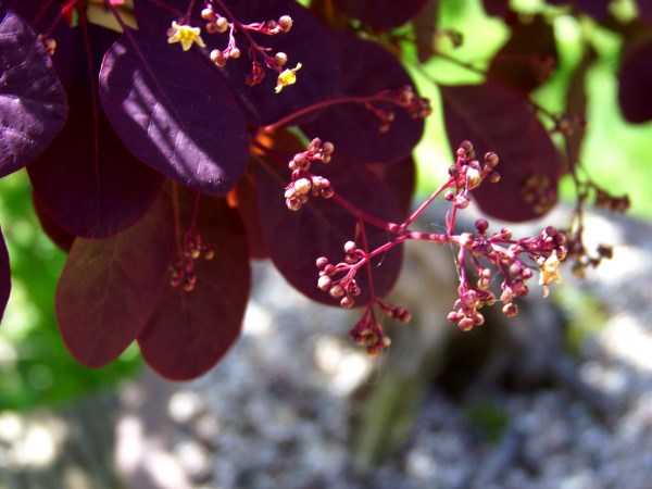 PerückenstrauchMerlinJuni2010_Blüte1.jpg