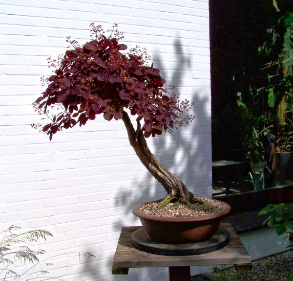 PerückenstrauchMerlinJuni2010_Baum2.jpg