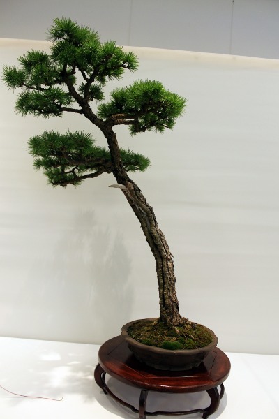 Bonsai 027.jpg