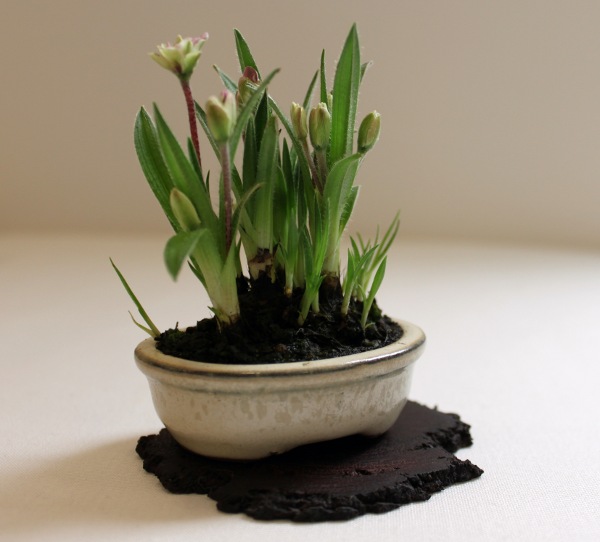 Bonsai 033.jpg