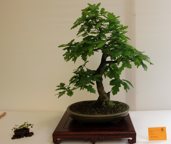 Bonsai 037.jpg