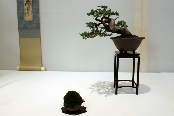 Bonsai 046.jpg