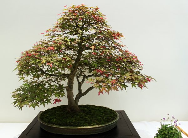 Bonsai 054.jpg