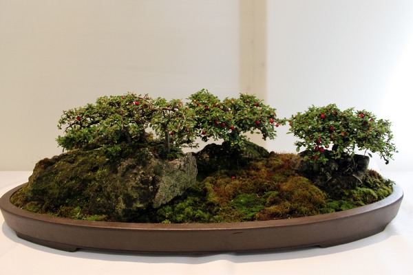 Bonsai 058.jpg